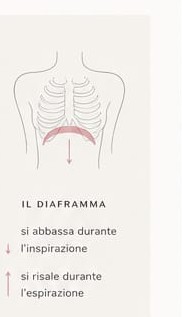 Il diaframma si abbassa in inspirazione e risale in espirazione.
